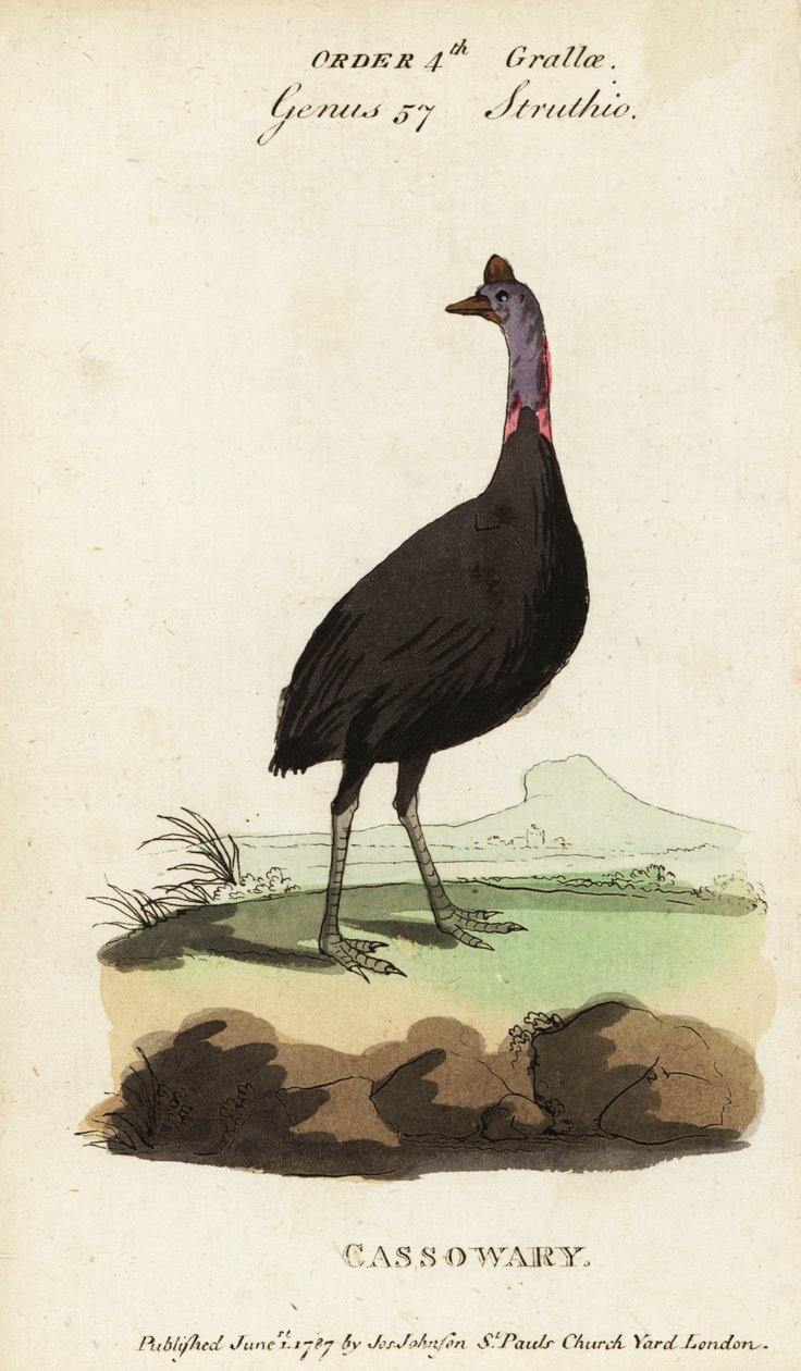 Kazuar południowy , Casuarius casuarius autorstwa Francois Nicolas Martinet