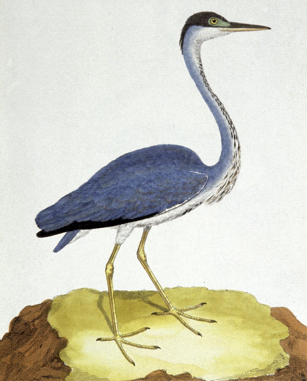 Czapla autorstwa Francois Nicolas Martinet