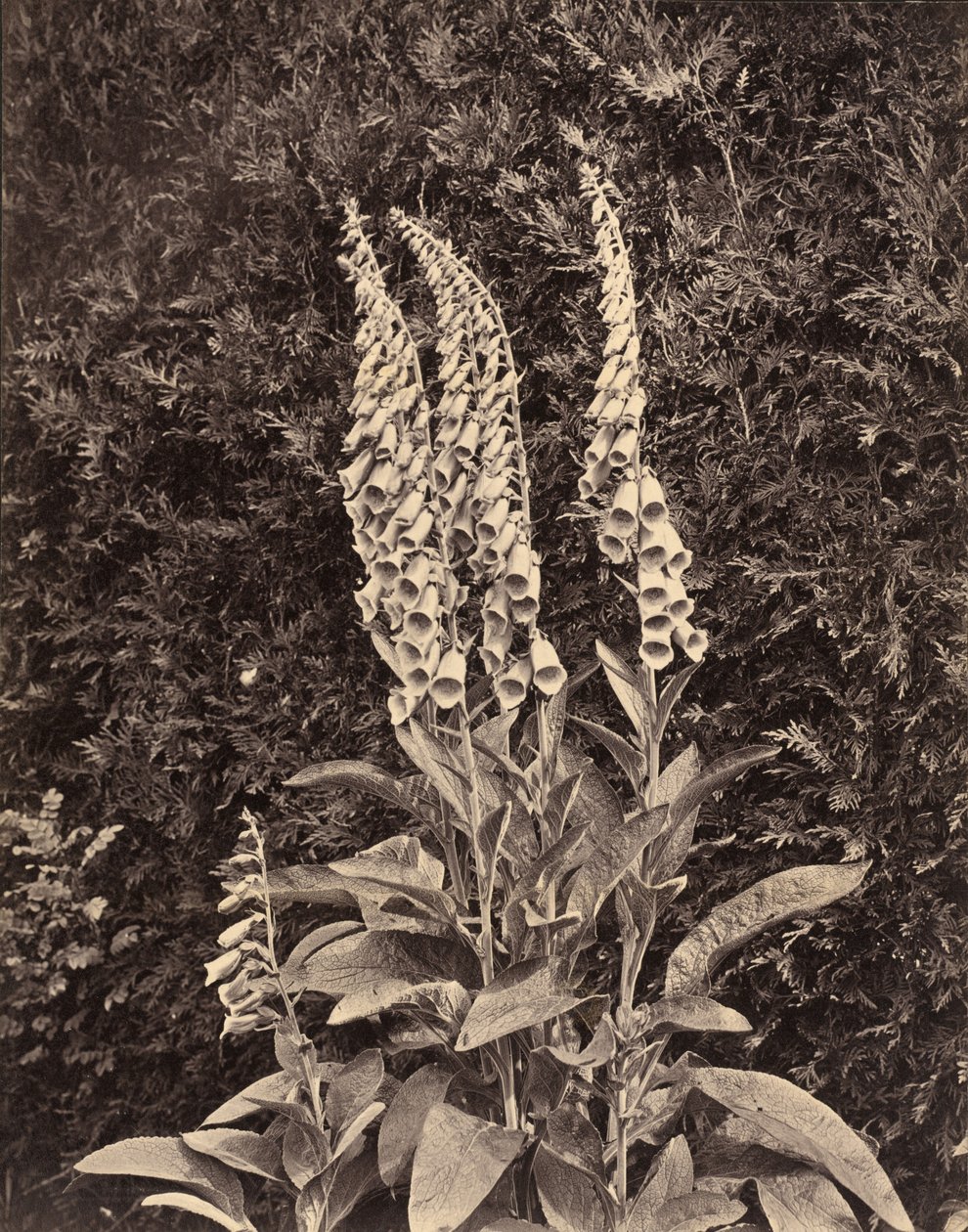 Naparstnice, ok. 1860. autorstwa Frank Mason Good