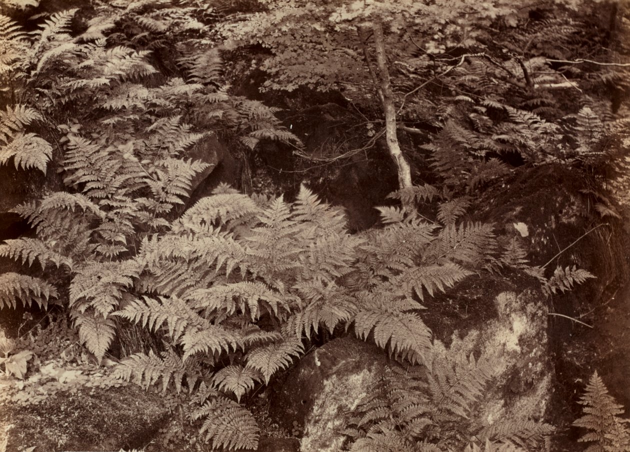 Bez tytułu (badanie paproci) autorstwa Frank Meadow Sutcliffe