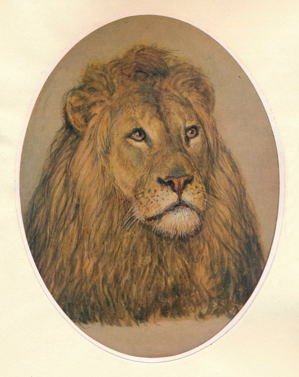 Głowa Lwa, c1896 autorstwa Frank Paton