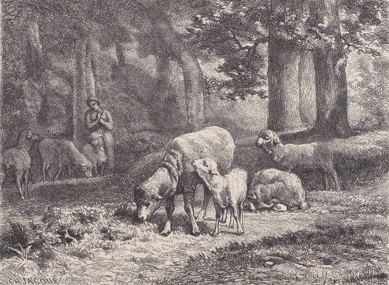 Owca, z Magasin Pittoresque, 1862. autorstwa François Rouget