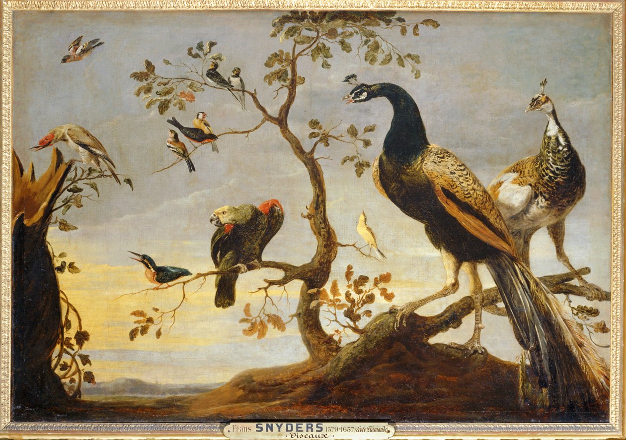 Pozuje na gałęziach ... autorstwa Frans Snyders