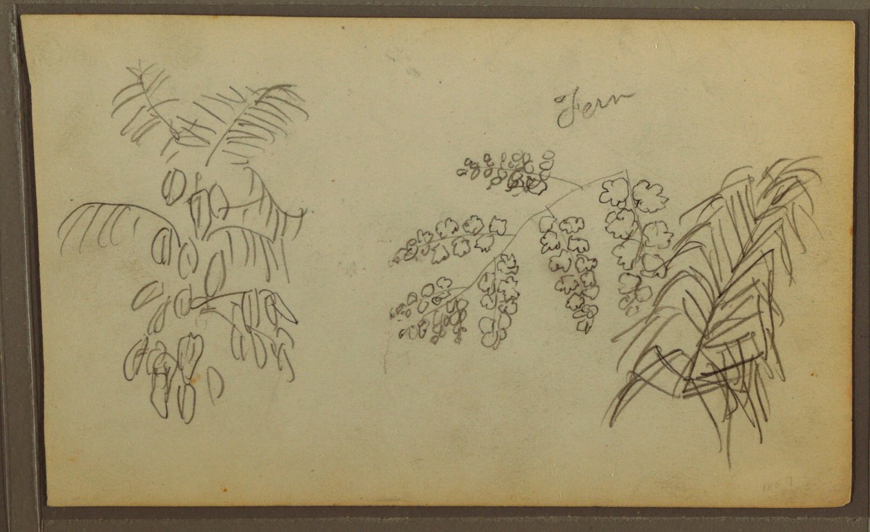 Rysunek, Szkice botaniczne, 1857 r. autorstwa Frederic Edwin Church