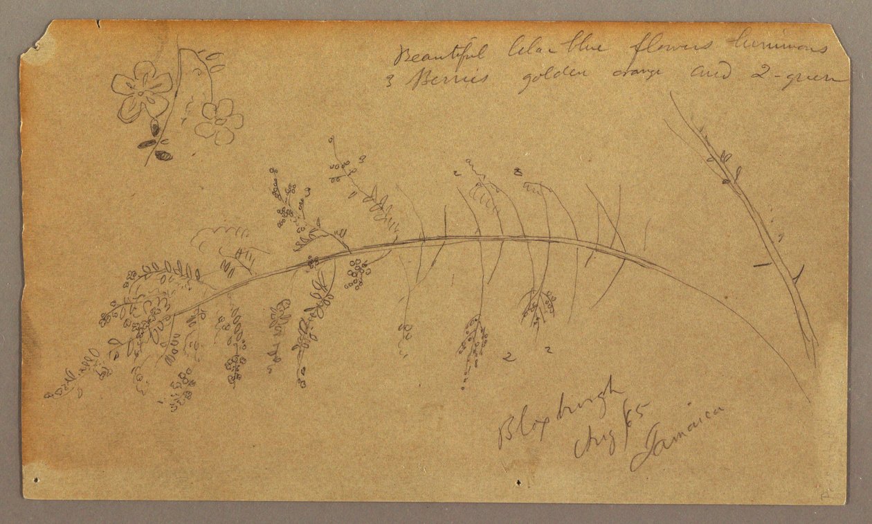 Rysunek, Szkice botaniczne, sierpień 1865 r. autorstwa Frederic Edwin Church