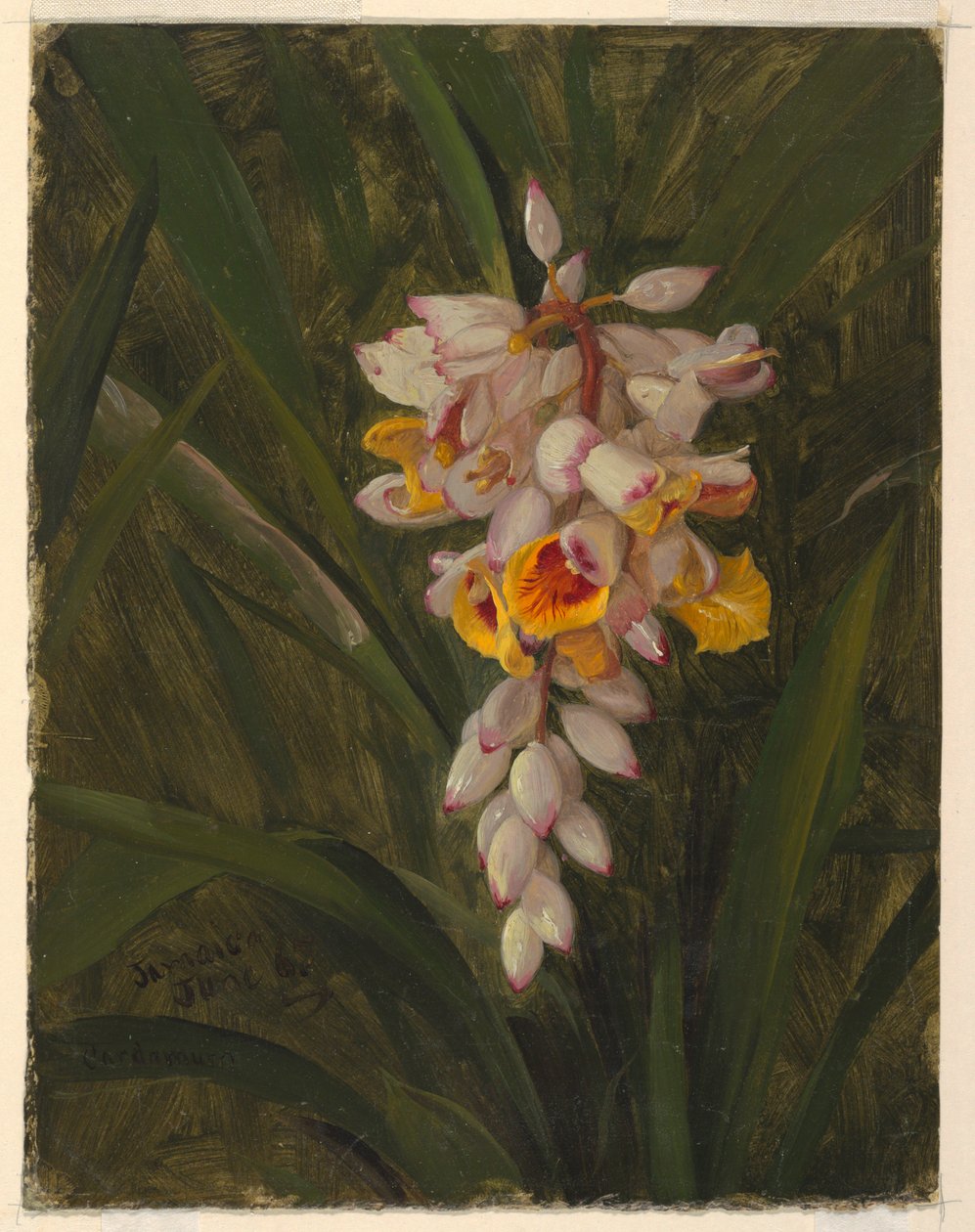 Rysunek "Cardamum", 1865 r. autorstwa Frederic Edwin Church