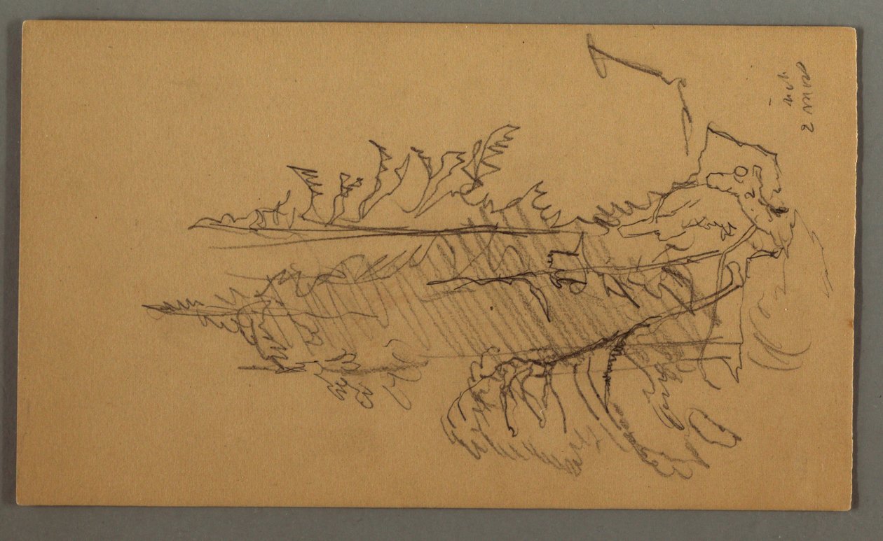Rysunek, sosny, prawdopodobnie 1868 r. autorstwa Frederic Edwin Church