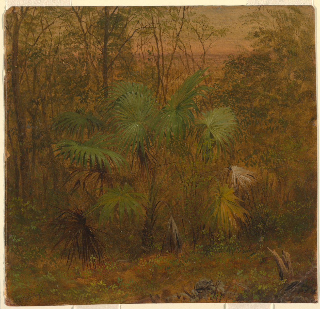 Rysunek, Thatch Palm, Jamajka, maj 1865 r. autorstwa Frederic Edwin Church
