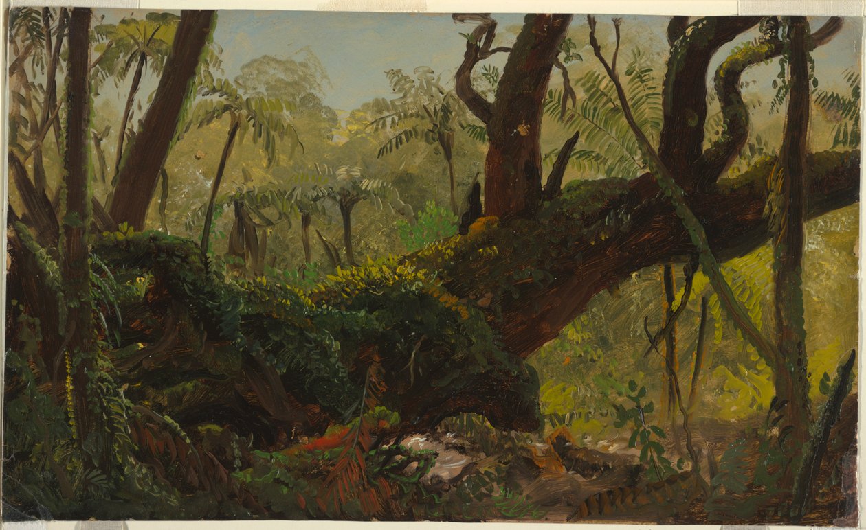 Las deszczowy, Jamajka autorstwa Frederic Edwin Church