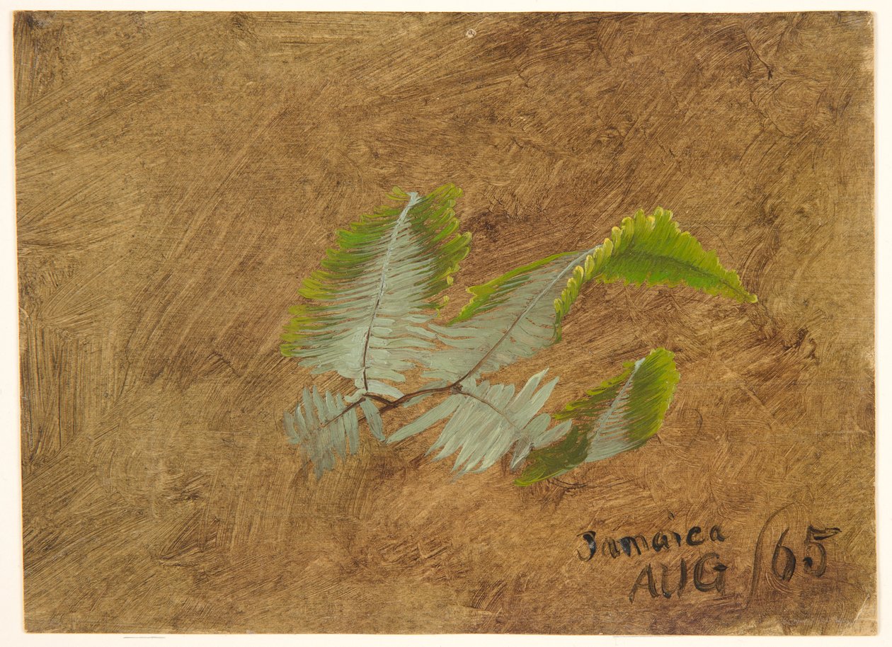 Studium Paproci, Jamajka autorstwa Frederic Edwin Church