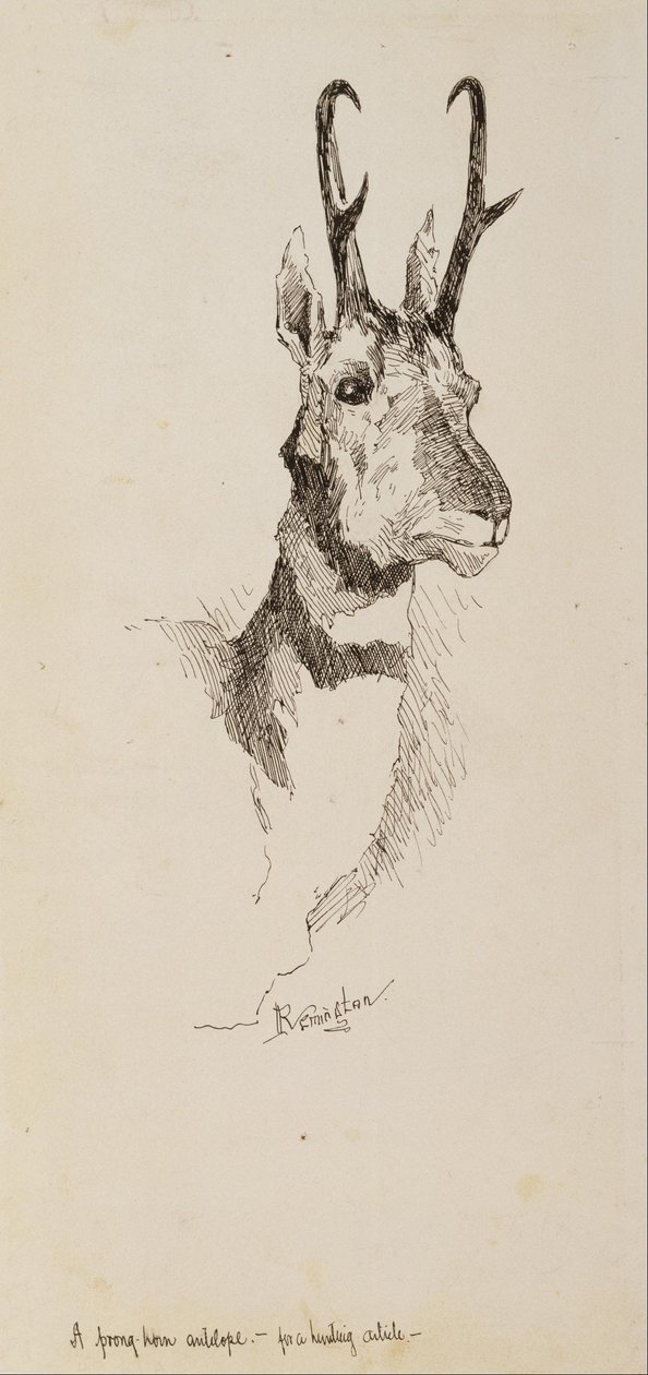 Antylopa Pronghorn autorstwa Frederic Remington
