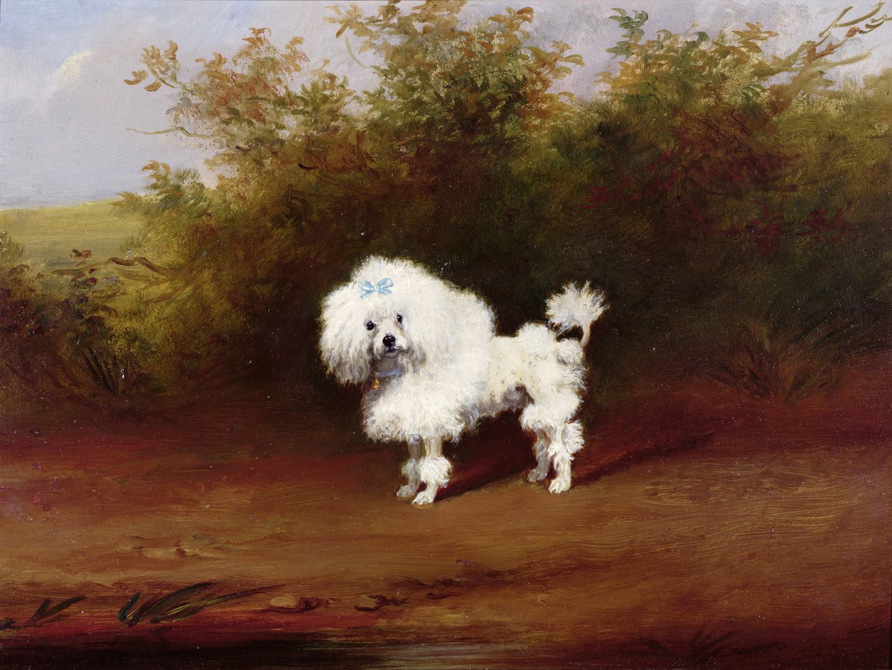 Pudel Toy w krajobrazie (deska) autorstwa Frederick French