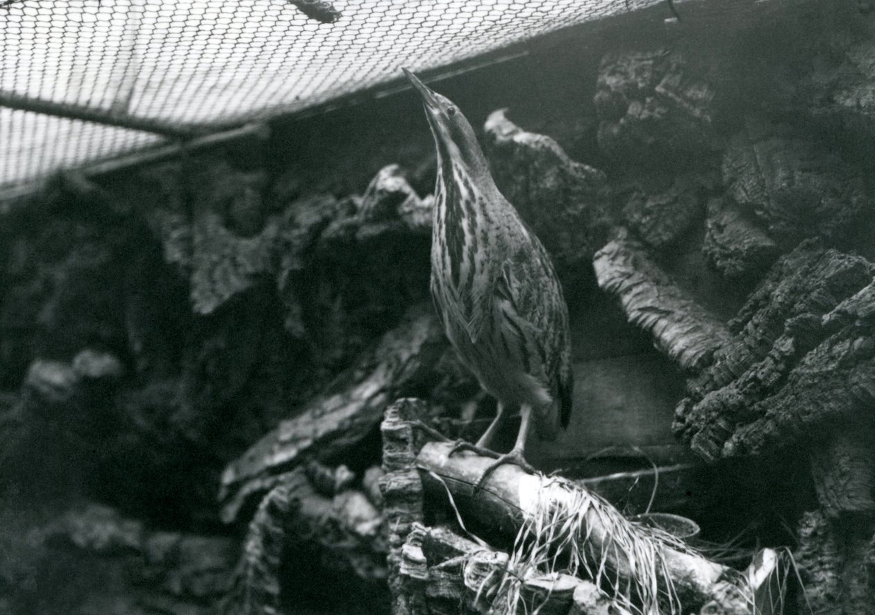 Bączek w londyńskim zoo, czerwiec 1922 autorstwa Frederick William Bond