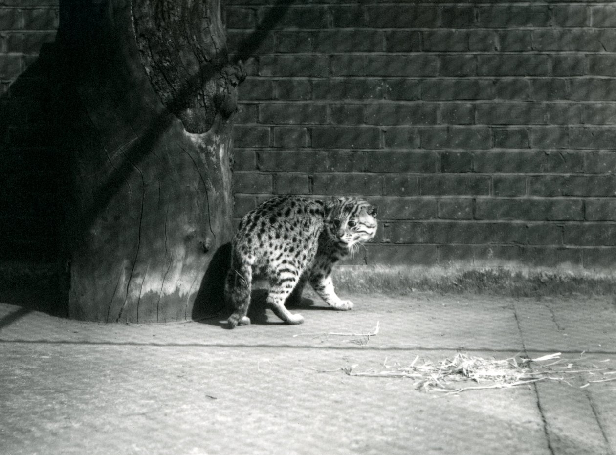 Kot rybacki w londyńskim zoo, lipiec 1921 r. autorstwa Frederick William Bond