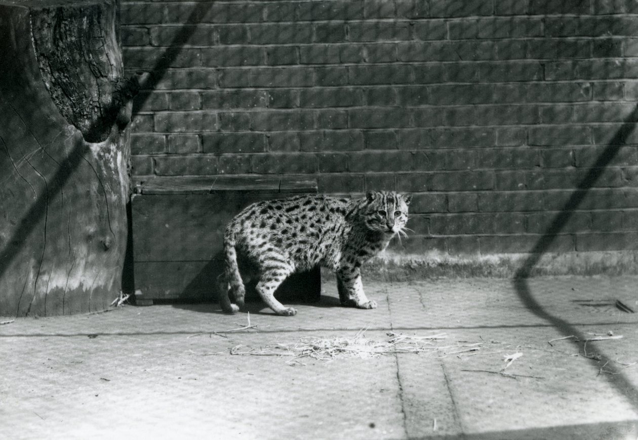 Kot rybacki w londyńskim zoo, lipiec 1921 r. autorstwa Frederick William Bond