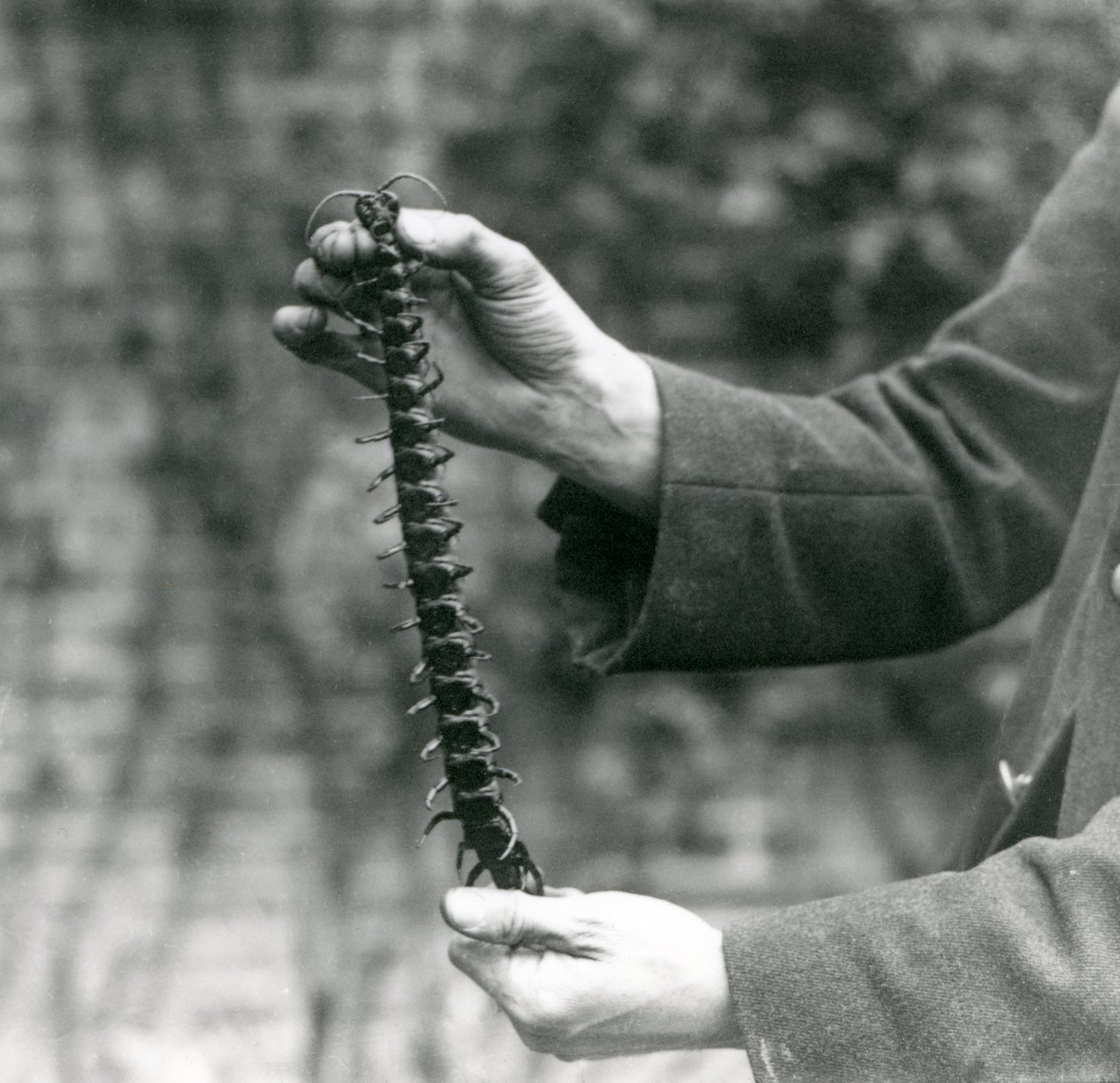 Olbrzymia stonoga jest starannie trzymana przez swojego opiekuna, londyńskie zoo, 1923 (zdjęcie bw) autorstwa Frederick William Bond