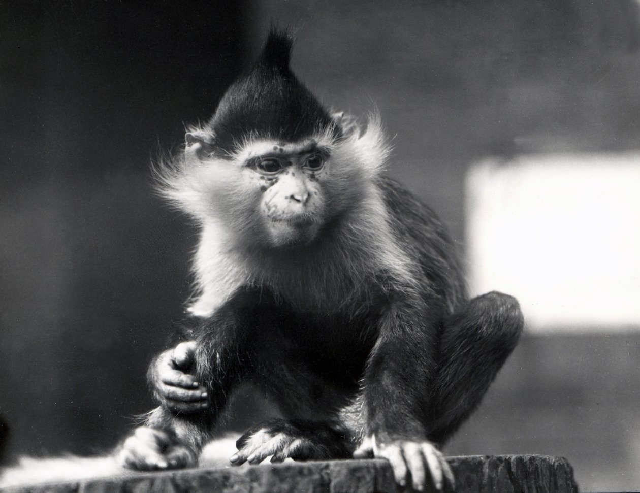Małpa Mangabey, Freckles, w ZSL London Zoo, z lipca 1925 r. autorstwa Frederick William Bond