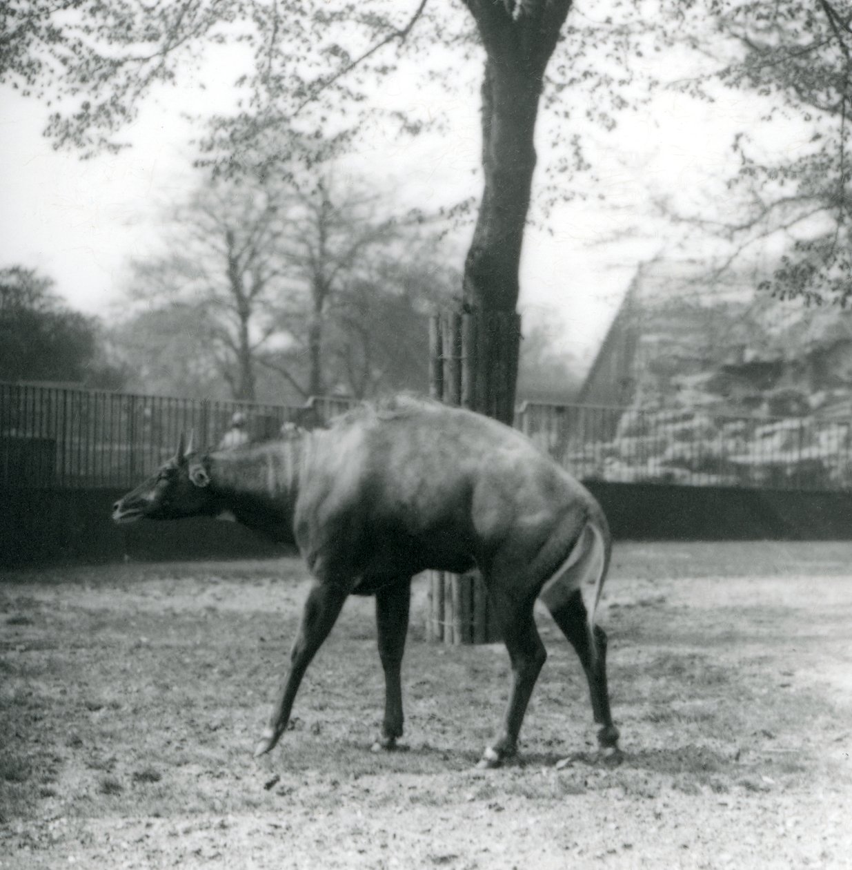 Nilgai, czyli azjatycka antylopa w londyńskim zoo, kwiecień 1923 (bw photo) autorstwa Frederick William Bond