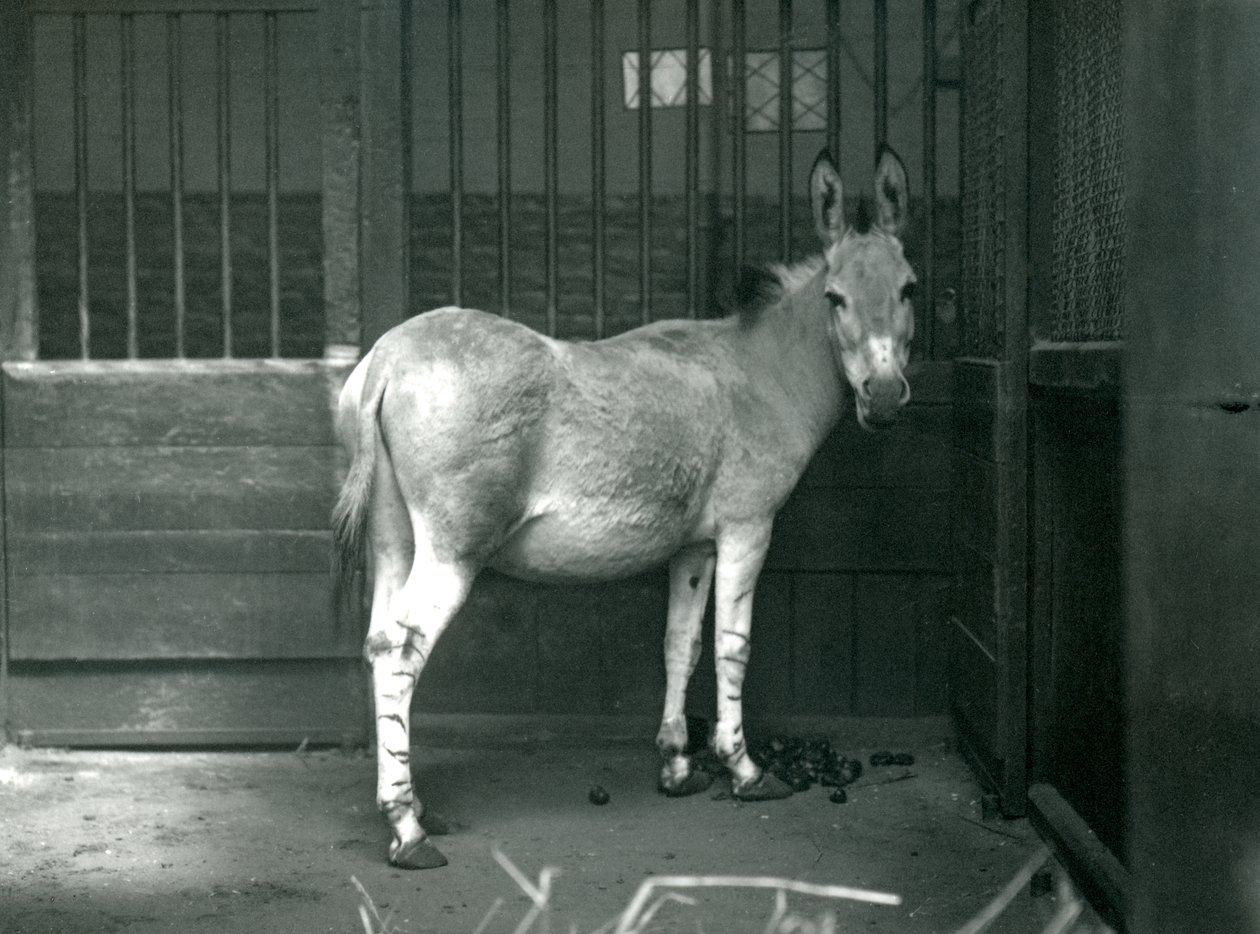 Somalijski dziki osioł w londyńskim zoo, 1915. Somali Wild Ass jest zagrożonym podgatunkiem African Wild Ass. autorstwa Frederick William Bond