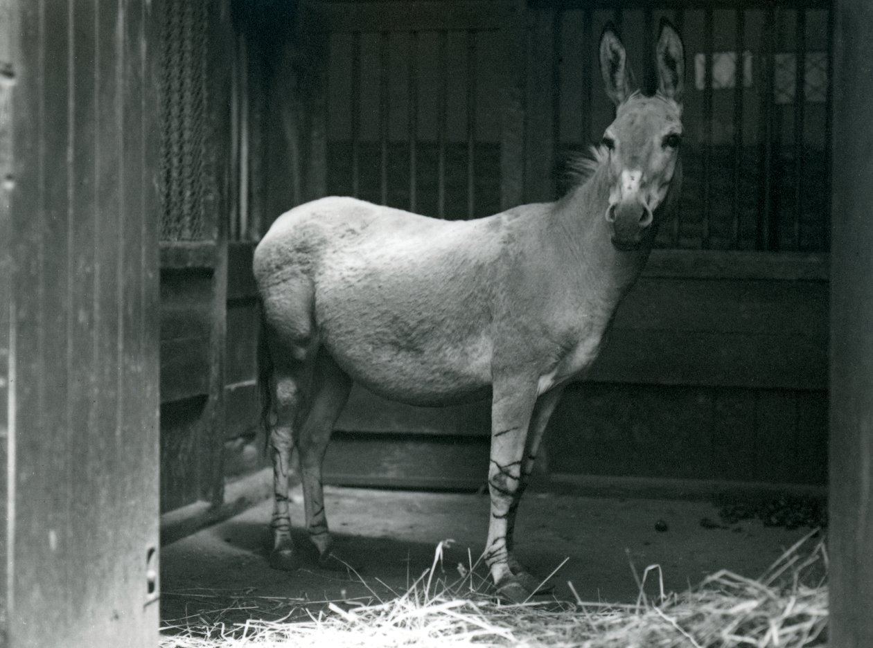 Somalijski dziki osioł w londyńskim zoo, 1915. Somali Wild Ass jest zagrożonym podgatunkiem African Wild Ass. autorstwa Frederick William Bond