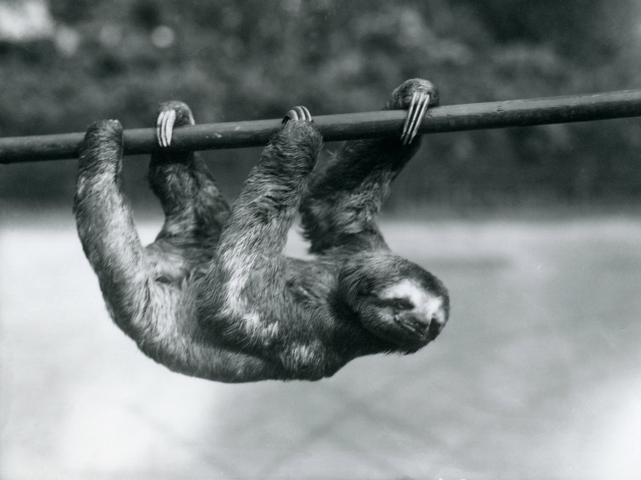 Leniwiec trójpalczasty powoli toruje sobie drogę wzdłuż słupa w londyńskim zoo, ok. 1913 r. autorstwa Frederick William Bond