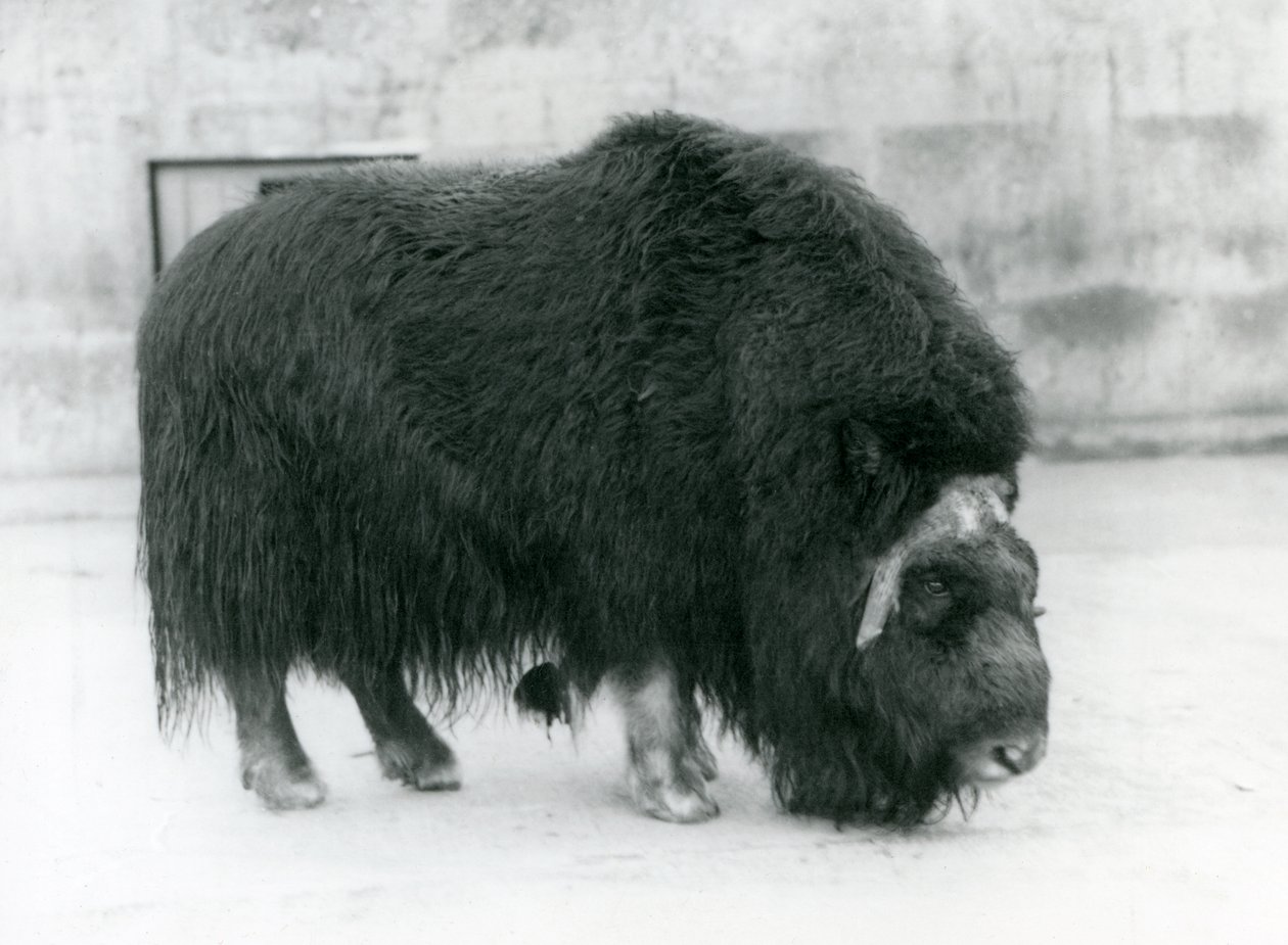 Samica wołu piżmowego w londyńskim zoo, kwiecień 1923 (mc. zdjęcie) autorstwa Frederick William Bond