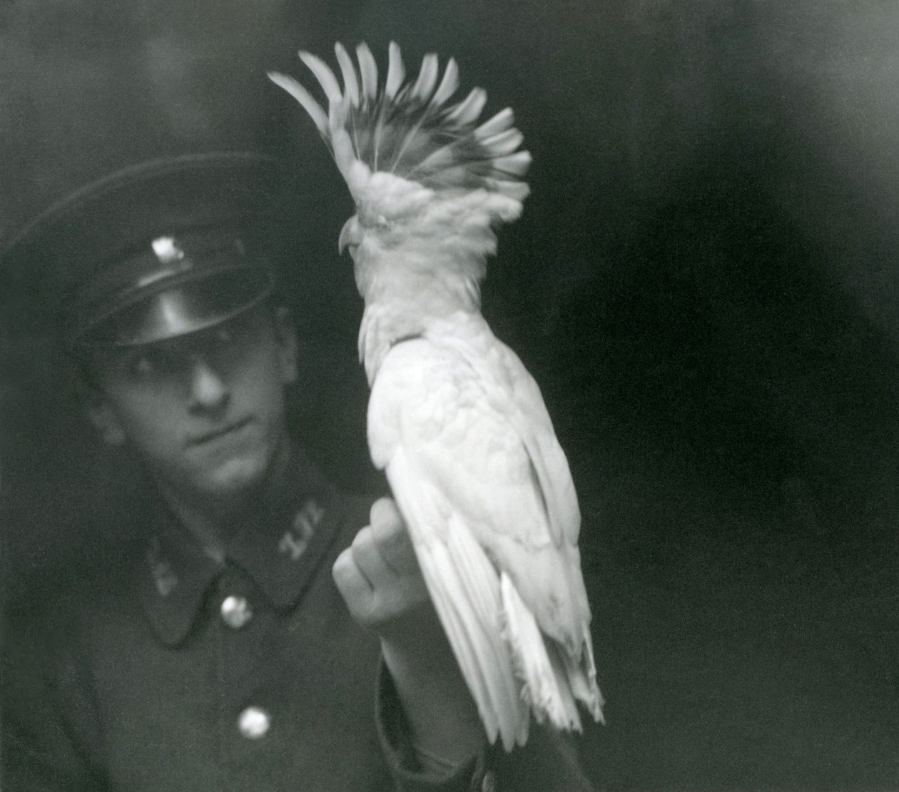 Opiekun trzyma młodą kakadu w londyńskim zoo, wrzesień 1921 r. autorstwa Frederick William Bond