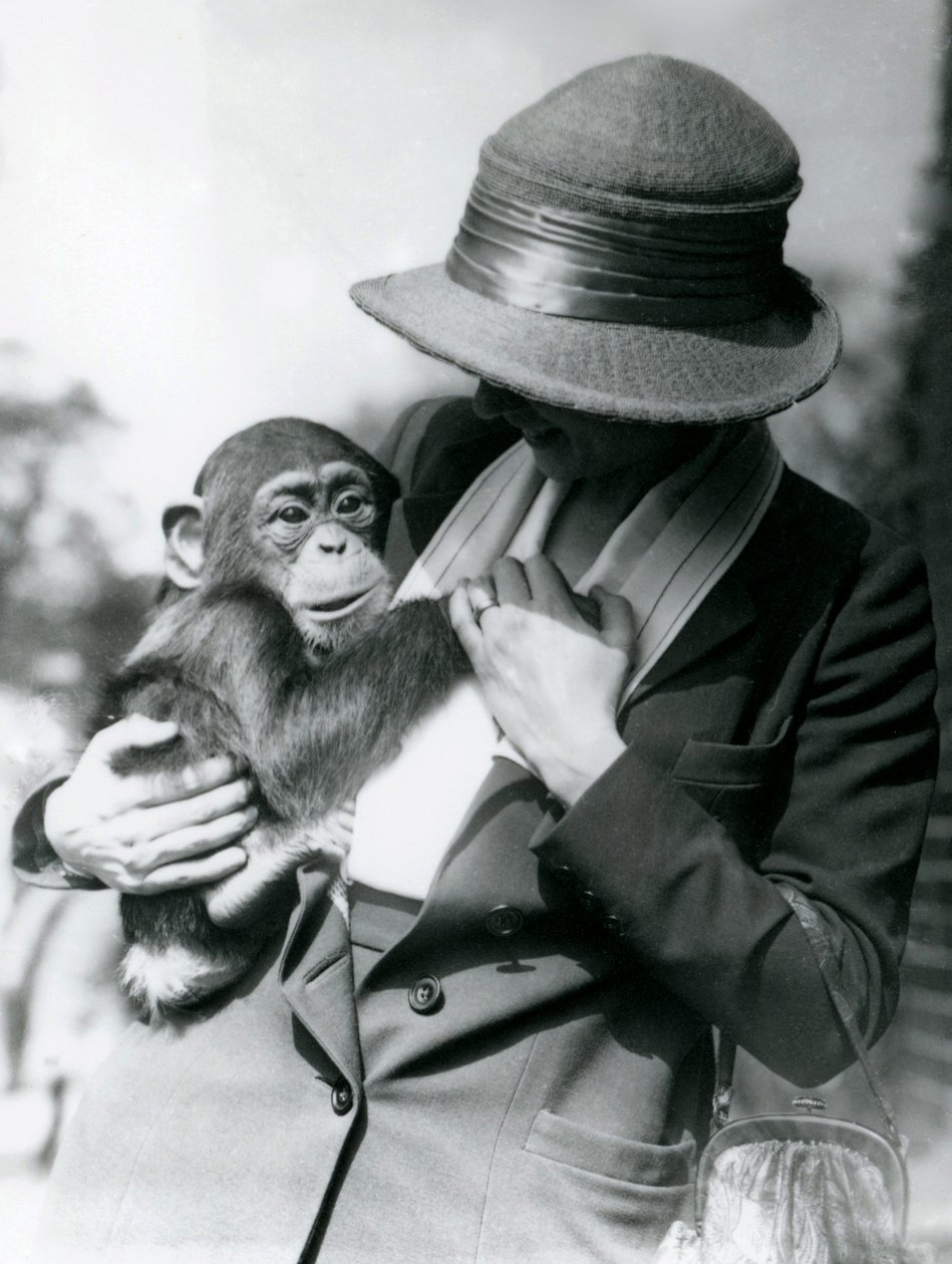 Kobieta trzyma młodego szympansa w londyńskim zoo, czerwiec 1922 r. autorstwa Frederick William Bond