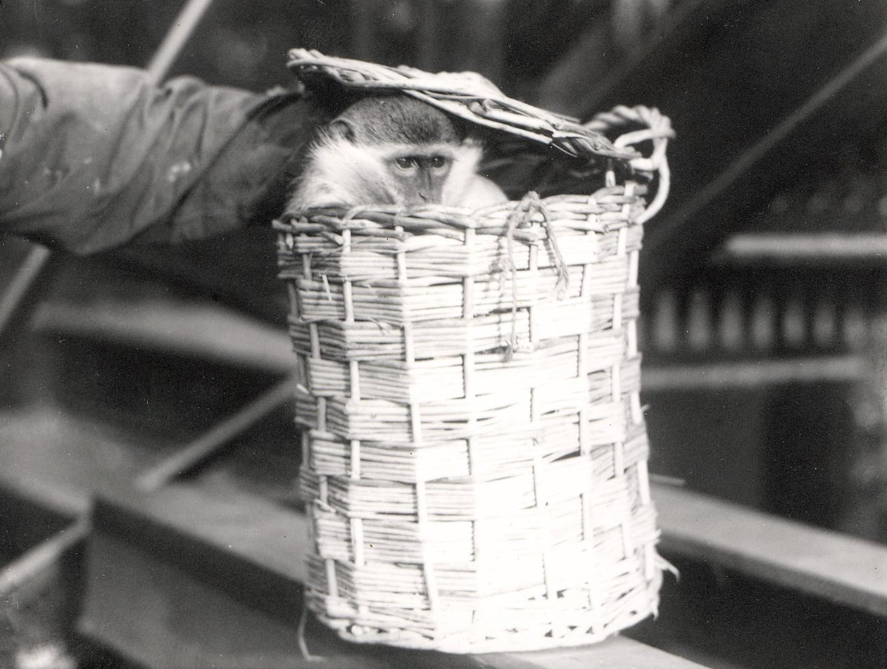 Małpa w koszu w ZSL London Zoo, grudzień 1922 autorstwa Frederick William Bond