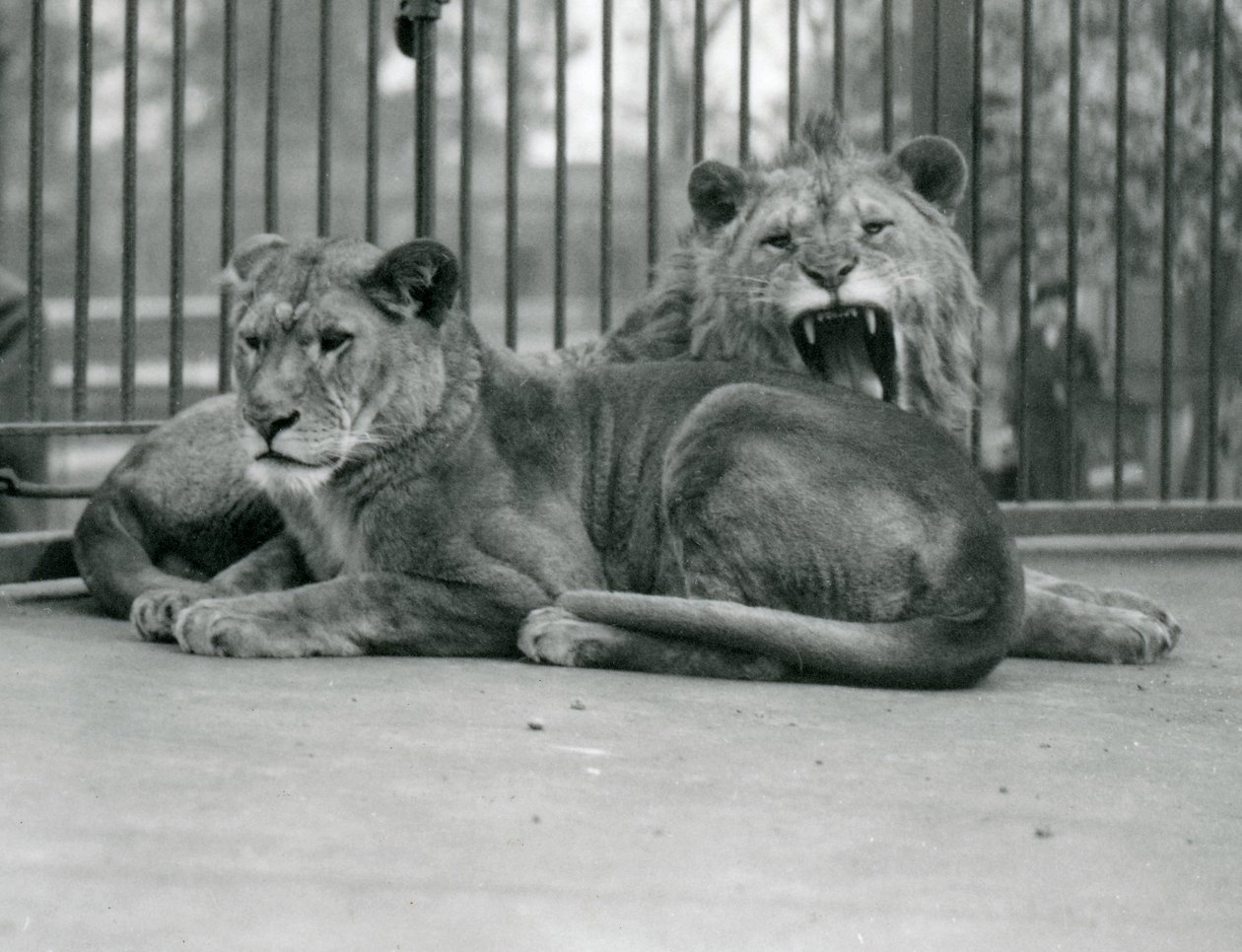 Para lwów, Abdullah i Fatima, londyńskie zoo, maj 1923 (m.b. zdjęcie) autorstwa Frederick William Bond