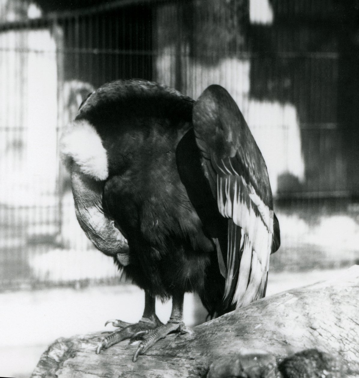 Śpiący kondor andyjski w londyńskim zoo, 1923 (fot. bw) autorstwa Frederick William Bond