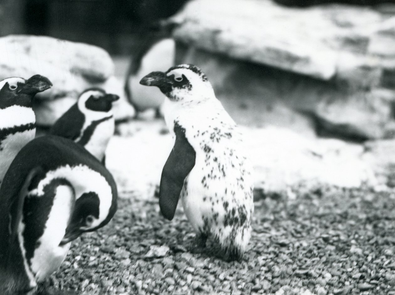 Mała grupa pingwinów czarnonogich, w tym jeden z nieprawidłowymi oznaczeniami, w londyńskim zoo, maj 1914 autorstwa Frederick William Bond