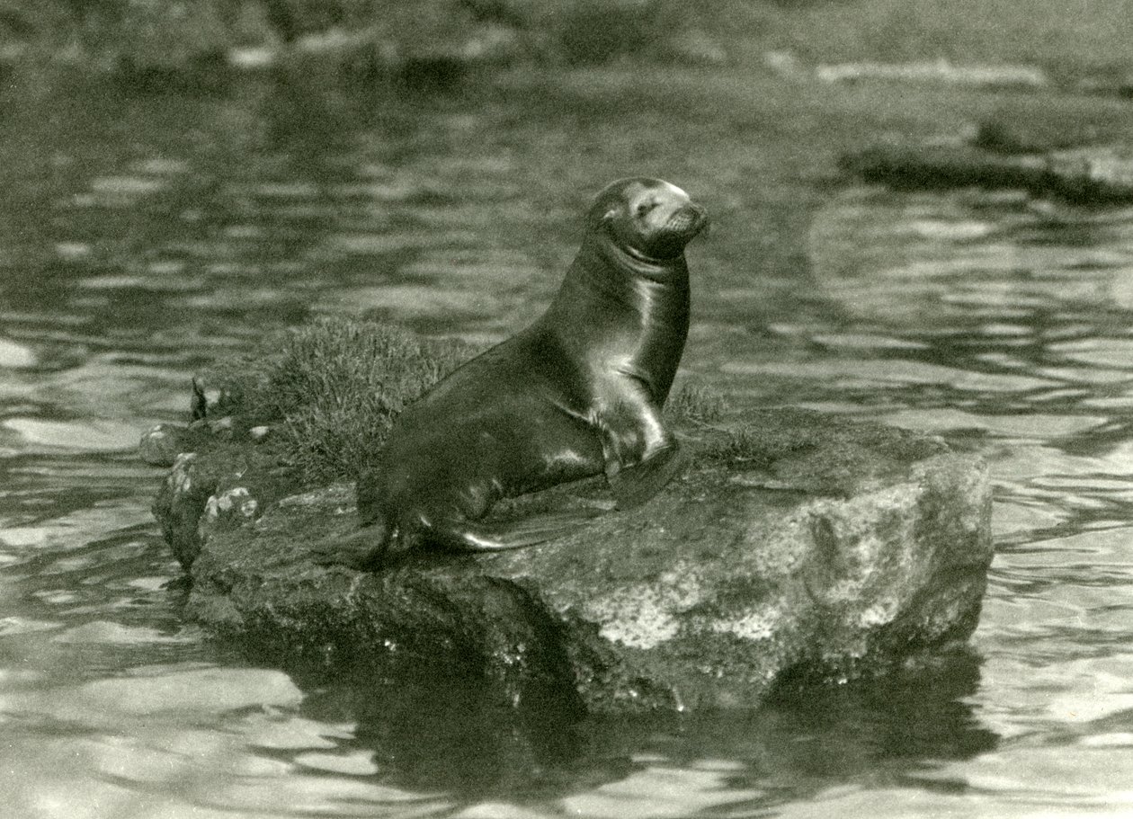 Młody lew kalifornijski siedzący na skale w swoim basenie w londyńskim zoo, październik 1923 (zdjęcie bw) autorstwa Frederick William Bond