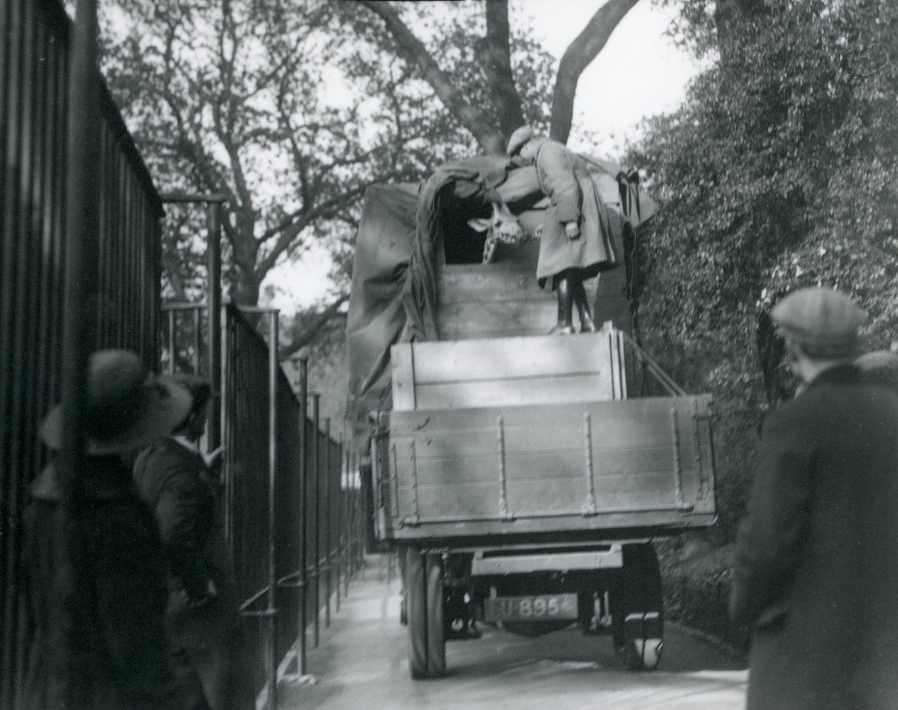 Młoda żyrafa przybywająca do londyńskiego zoo, maj 1923 (bw photo) autorstwa Frederick William Bond
