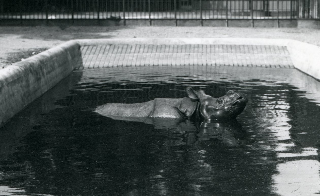 Nosorożec indyjski w swoim basenie w londyńskim zoo, lipiec 1914 r. autorstwa Frederick William Bond
