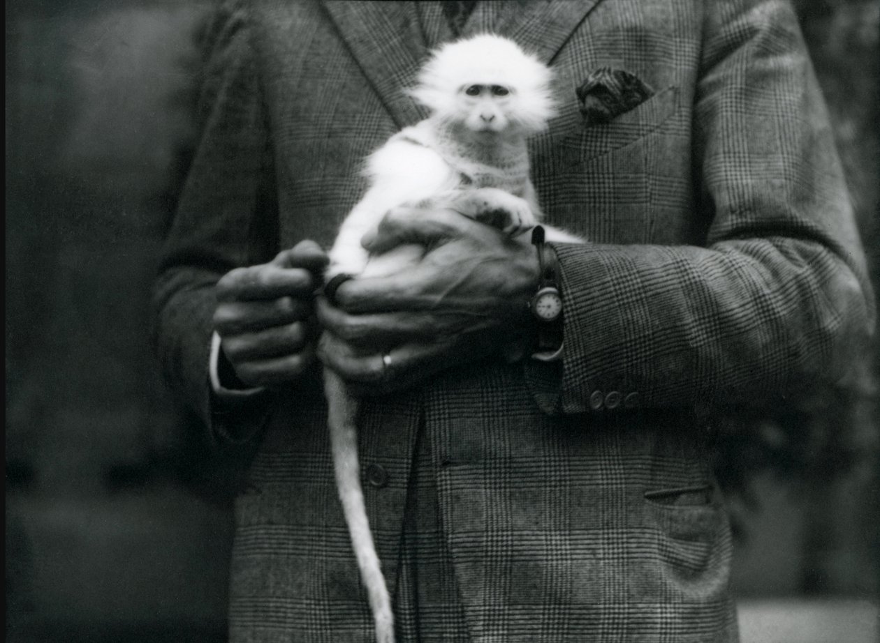Małpa albinoska z gatunku Ceropithecus, trzymana w londyńskim zoo, lipiec 1922 r. autorstwa Frederick William Bond