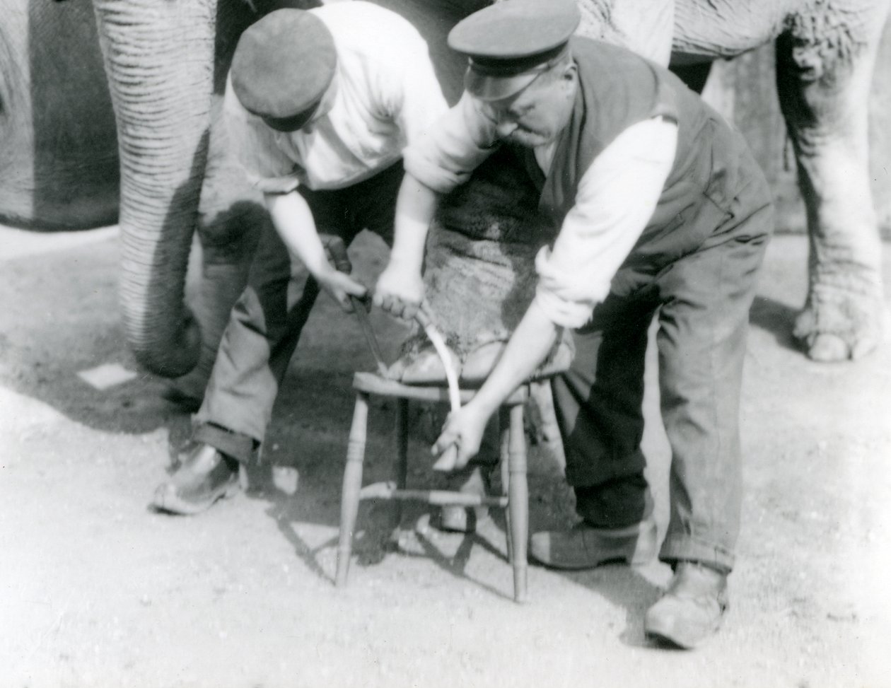 Mały słoń indyjski i dorosła samica słonia indyjskiego, Assam Lukhi, który jest z opiekunem Charlesem Eylesem, z przyciętymi nogami w londyńskim zoo, wrzesień 1923 r. (mc. zdjęcie) autorstwa Frederick William Bond