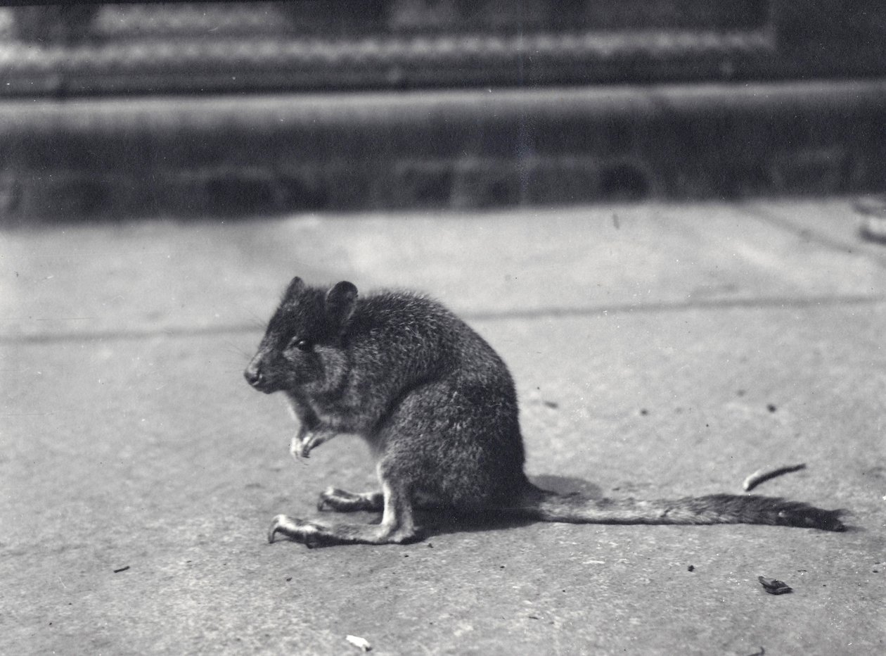 Wallaby ze szczotkogonami w londyńskim zoo, czerwiec 1916 r. autorstwa Frederick William Bond