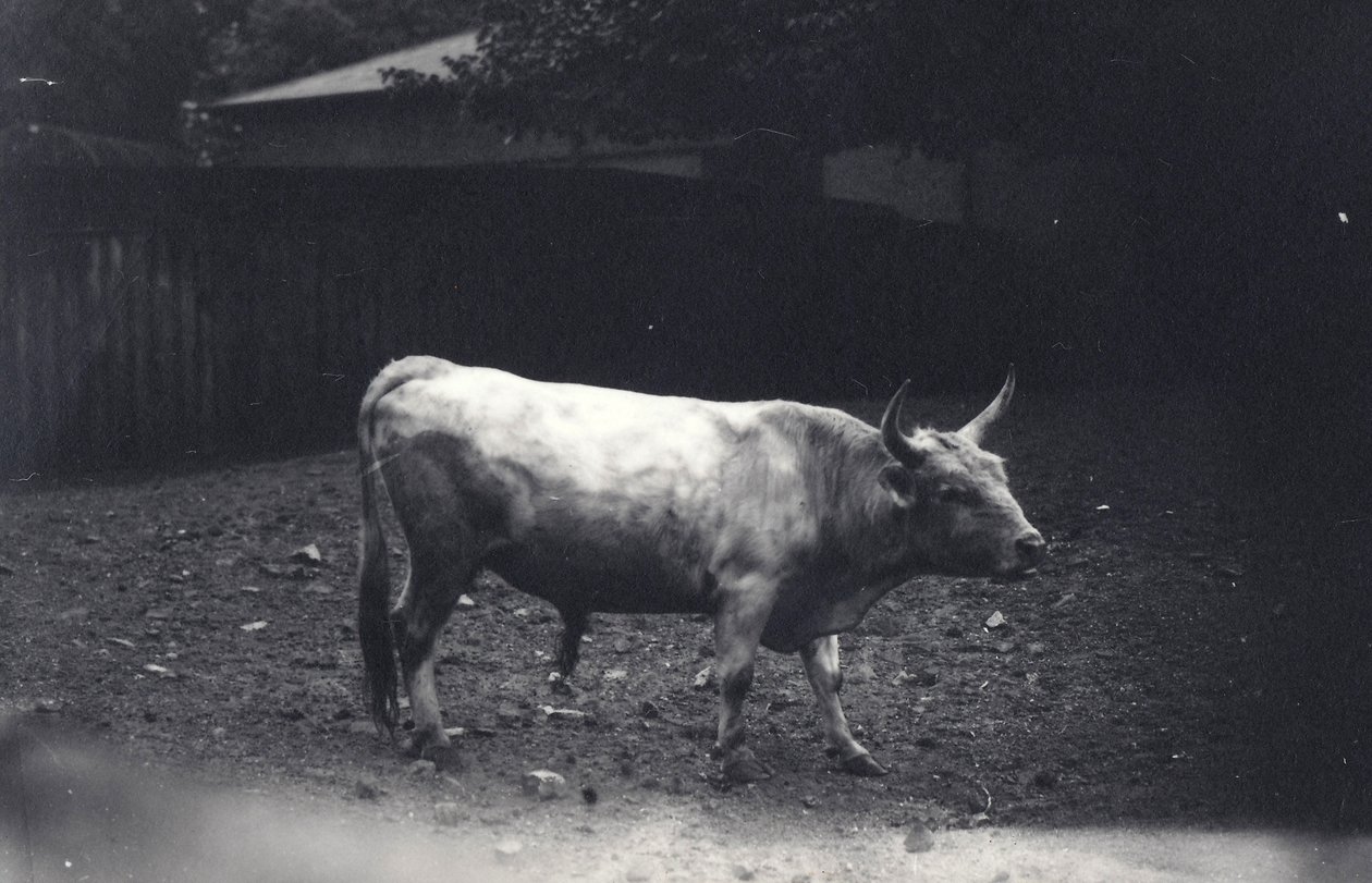 Byk Chillingham w londyńskim zoo, czerwiec 1917 r. autorstwa Frederick William Bond