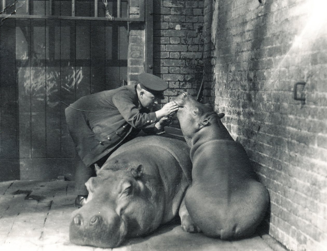 Hipopotamy pospolite Jean i Jimmy z opiekunem Erniem Bowmanem, w ZSL London Zoo, marzec 1927 autorstwa Frederick William Bond