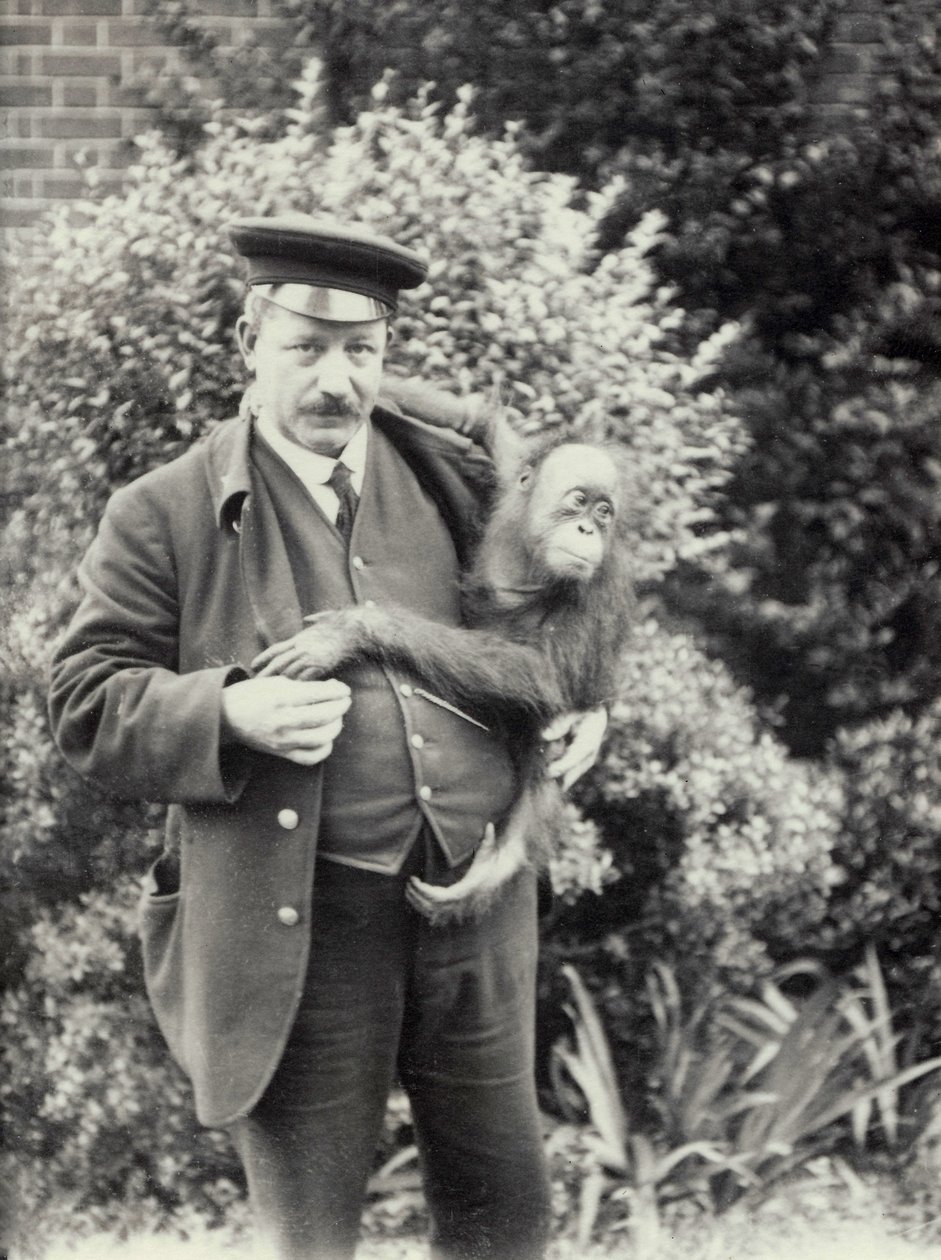 Keeper Z. Rodwell trzymający młodego orangutana w londyńskim zoo, październik 1913 autorstwa Frederick William Bond