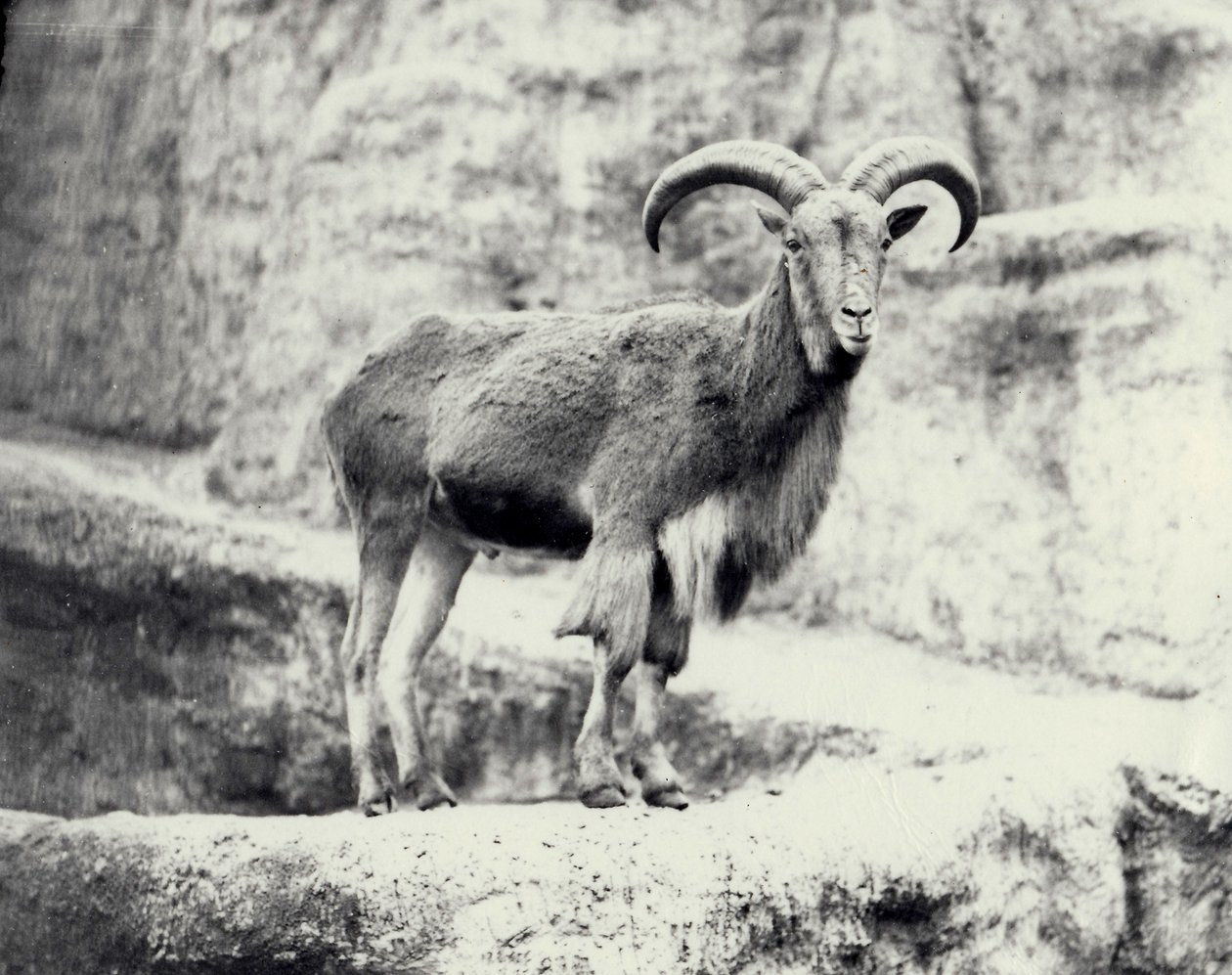 Samiec owiec Barbary na tarasie Mappin, londyńskie zoo, maj 1915 autorstwa Frederick William Bond
