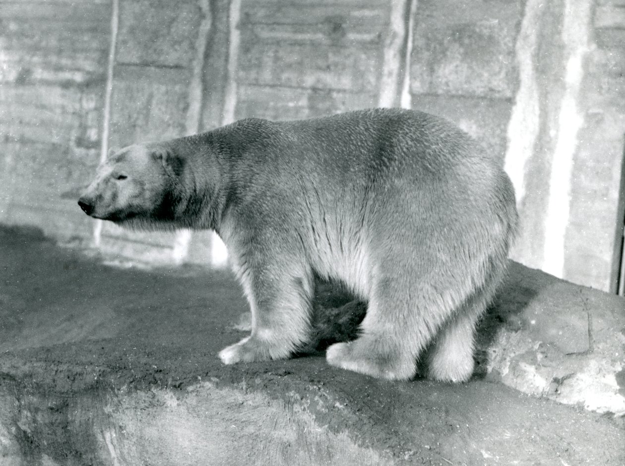 Niedźwiedź polarny "Sam" w londyńskim zoo, maj 1914 r. autorstwa Frederick William Bond