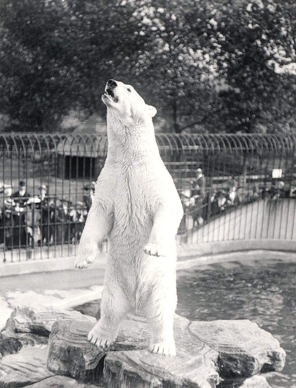 Sam niedźwiedź polarny błagający o jedzenie w ZSL London Zoo, 1912 r. autorstwa Frederick William Bond