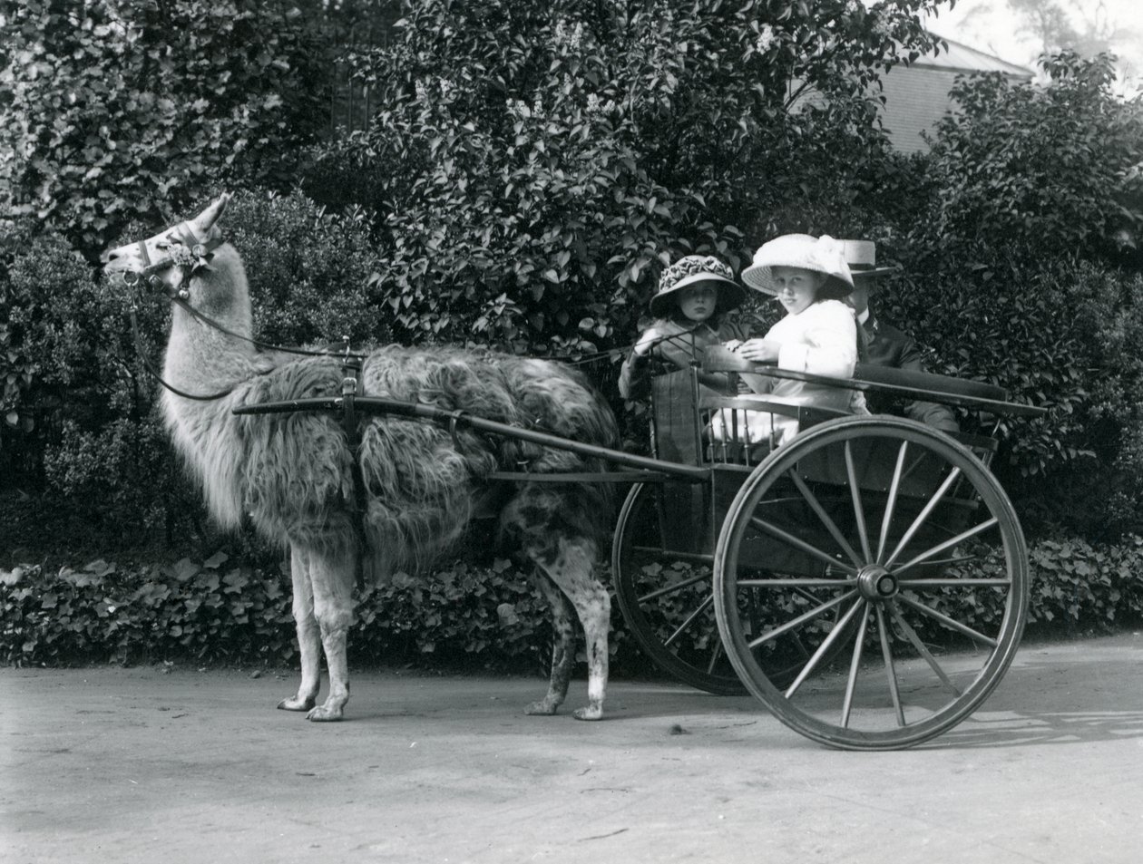 Trzech zwiedzających, w tym dwie młode dziewczyny, jadą w wózku ciągniętym przez lamę, londyńskie zoo, ok. 1912 r. autorstwa Frederick William Bond
