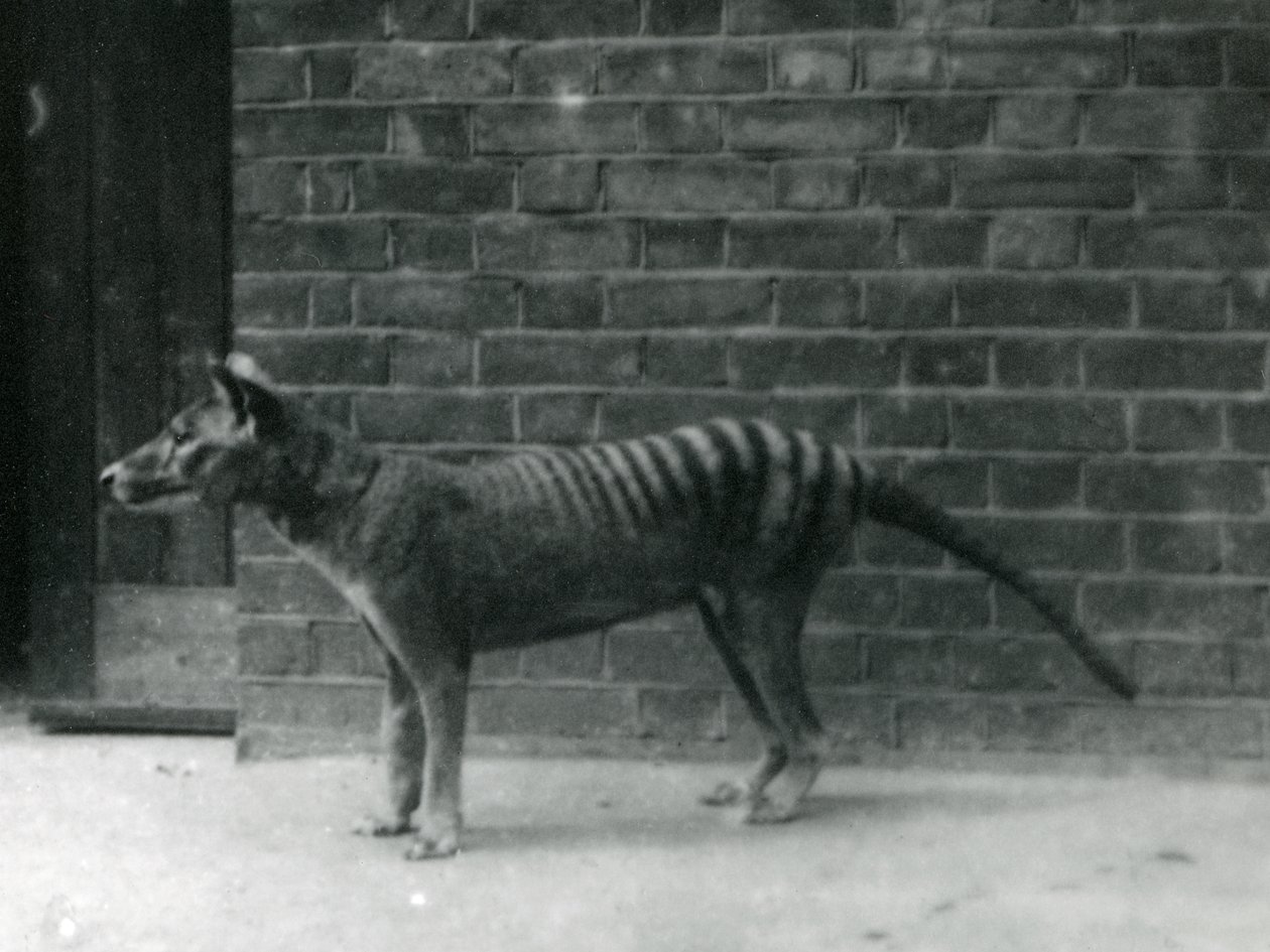 Wilk wilkołak tasmański w londyńskim zoo. Uważa się, że wilk workowaty wyginął w 1933 roku. W sumie londyńskie zoo wystawiło 20 tylasków w latach 1850-1931. autorstwa Frederick William Bond