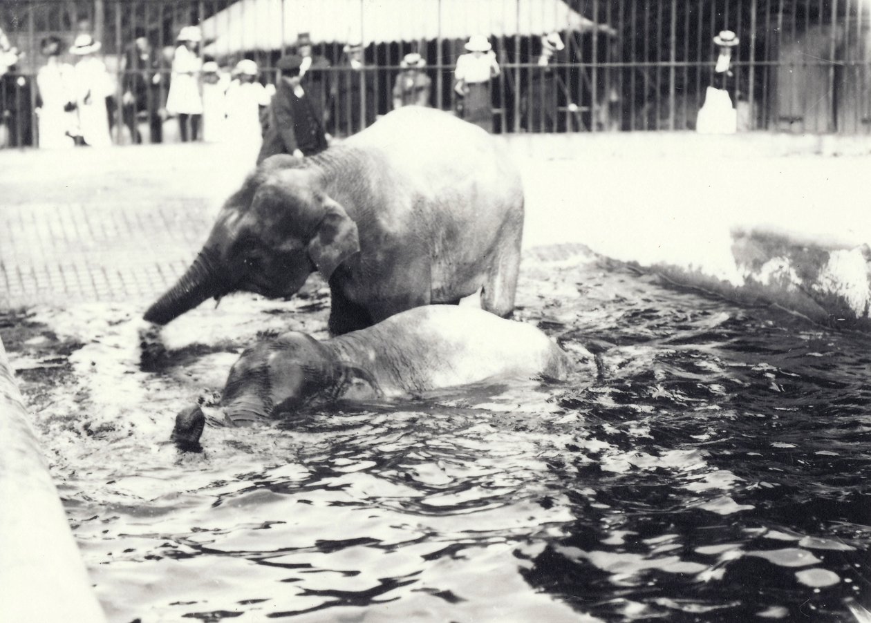 Dwa słonie azjatyckie kąpiące się w basenie w londyńskim zoo, obserwowane przez opiekunów i tłum zwiedzających, czerwiec 1914 r. autorstwa Frederick William Bond