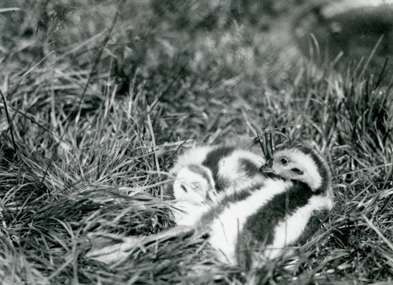 Dwie młode gęsi andyjskie w londyńskim zoo, sierpień 1916. autorstwa Frederick William Bond