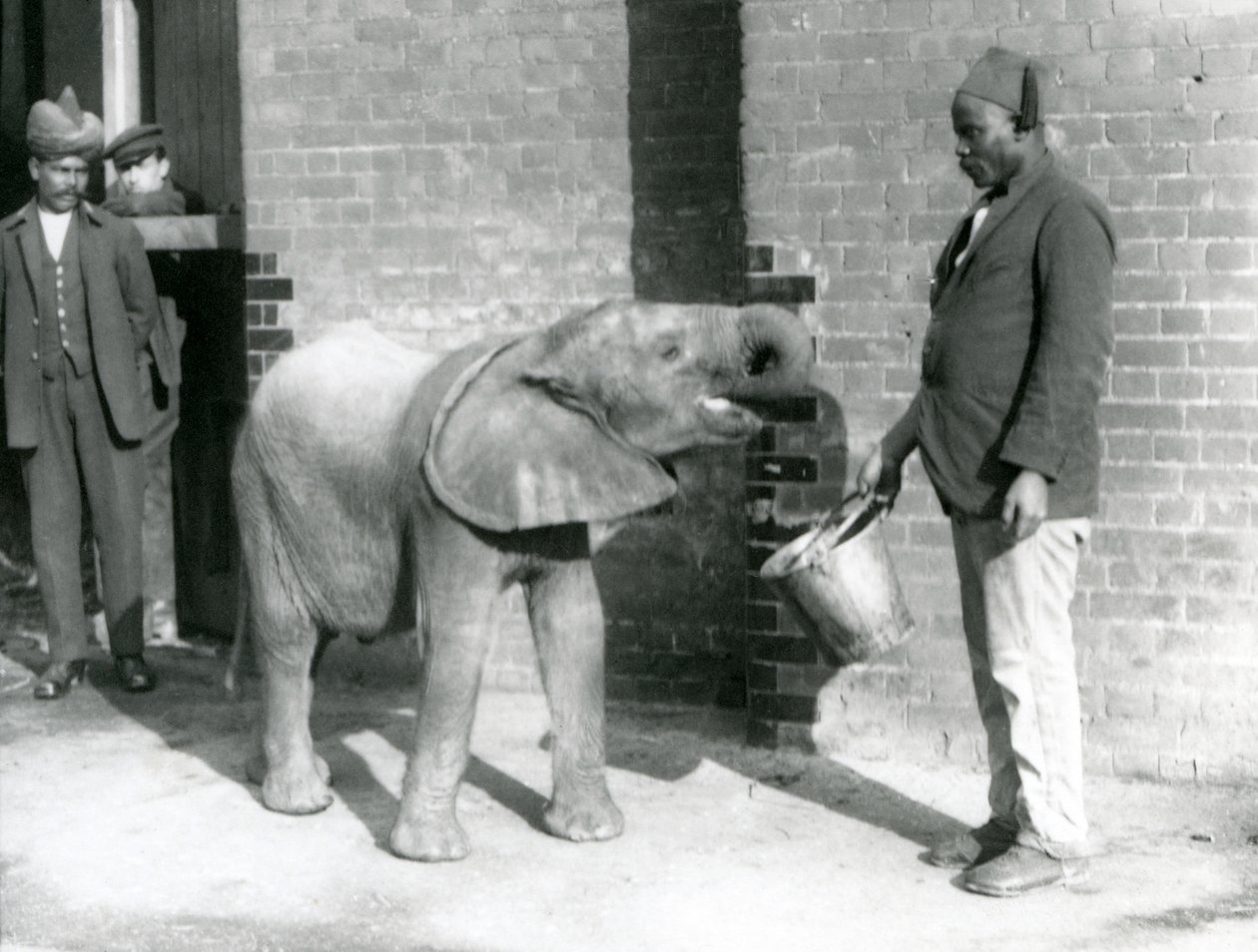 Młody słoń afrykański Kiberenge karmiony przez Darishę, podczas gdy Syed Ali patrzy w tle, londyńskie zoo, wrzesień 1923 (mc. zdjęcie) autorstwa Frederick William Bond