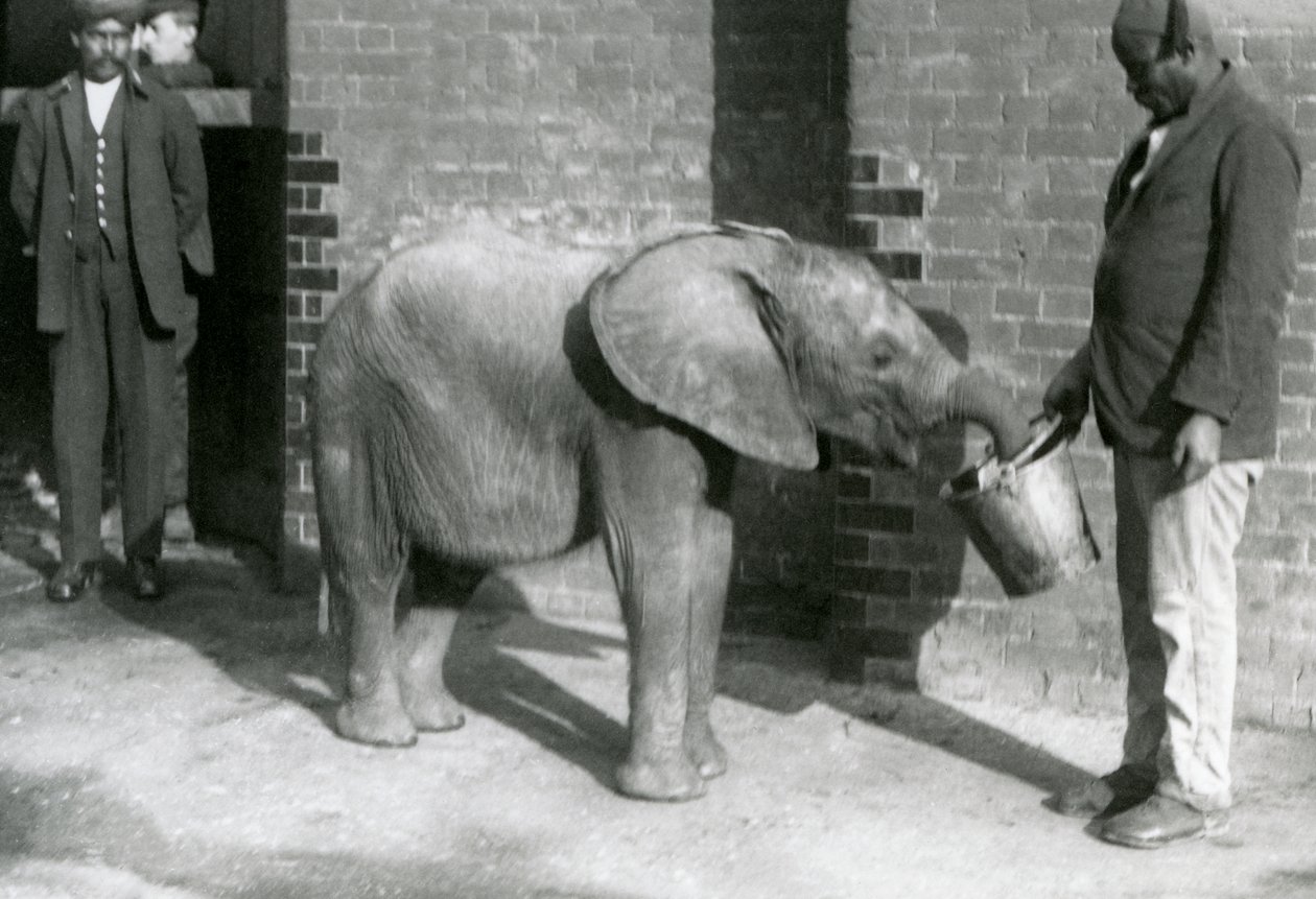 Młody słoń afrykański Kiberenge karmiony przez Darishę, podczas gdy Syed Ali patrzy w tle, londyńskie zoo, wrzesień 1923 (mc. zdjęcie) autorstwa Frederick William Bond